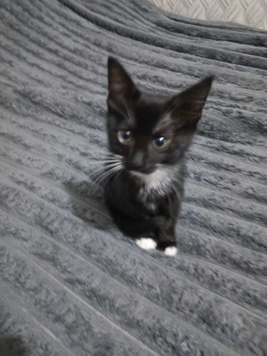 Отдам котёнка девочку в хорошие руки Слободка