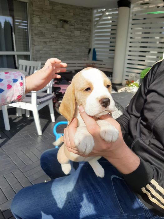 Beagle  szczeniak piesek FCI Zkwp badania genetyczne