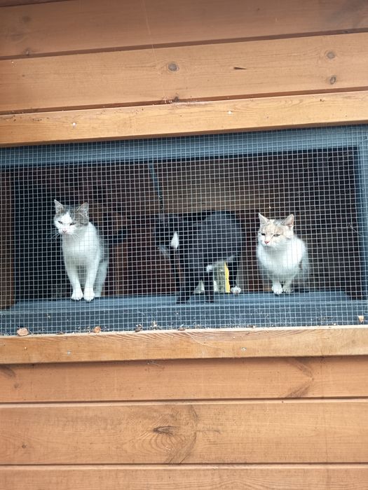Trikolorki, rude szare kocięta, koty, adopcja za darmo