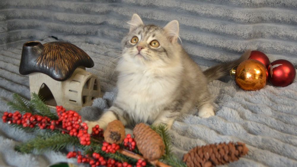 Продам сибирячку