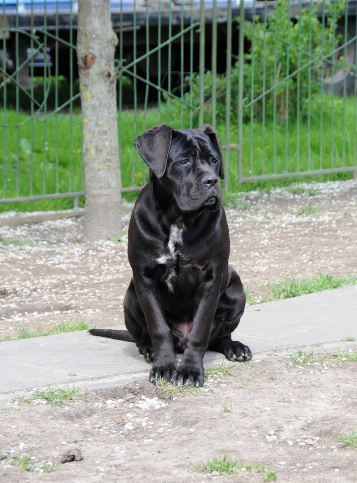 Cane Corso Hodowla Tytani Wschodu ZKwP/FCI