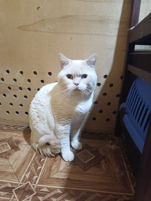 Шотландский скоттиш страйт е2133 Генри