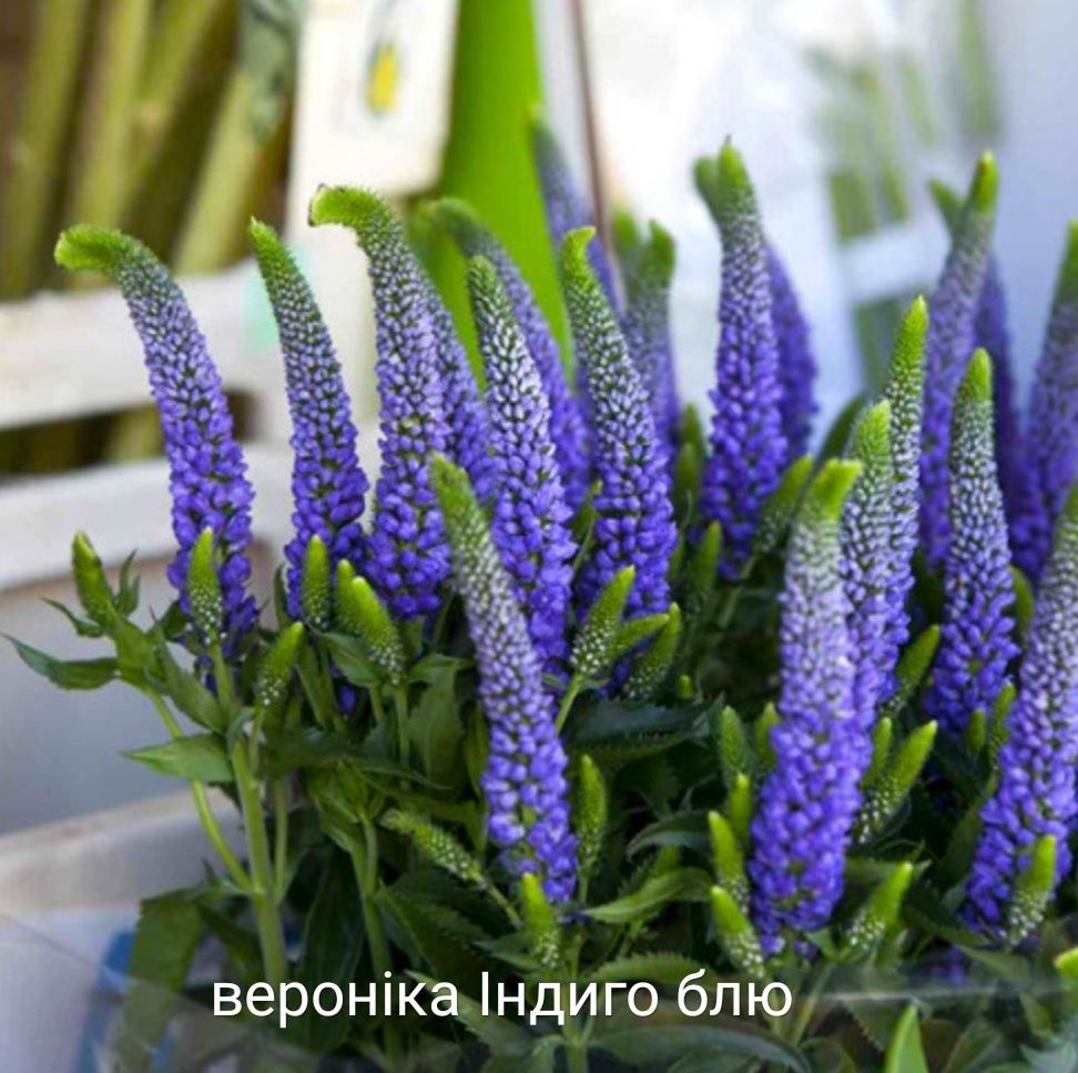 Гіпсофіла махрова біла, рожева, 5 видів, злаки, кампанули, вероніки,ді