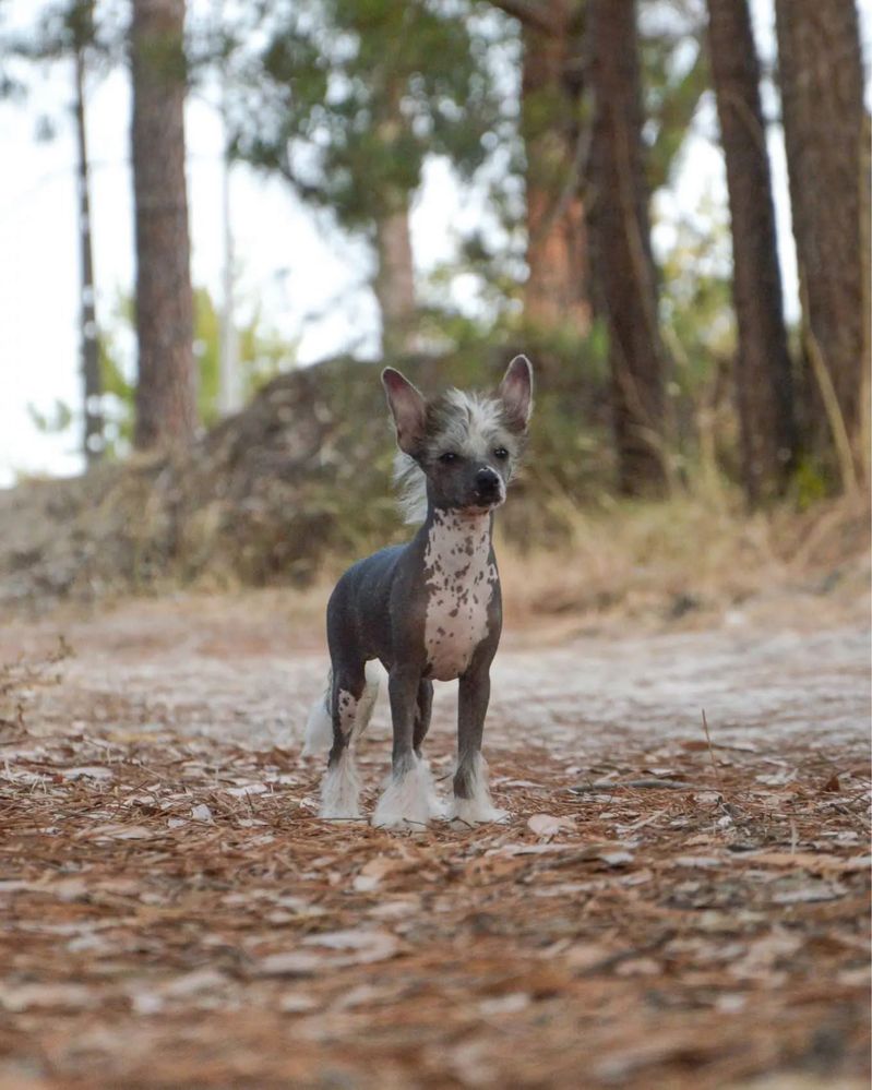 Lyborius Legacy - Chinese Crested Dog