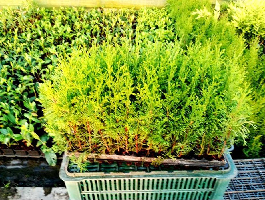 thuja smaragd, tuja szmaragd multipaleta 2 letnia 15-25cm