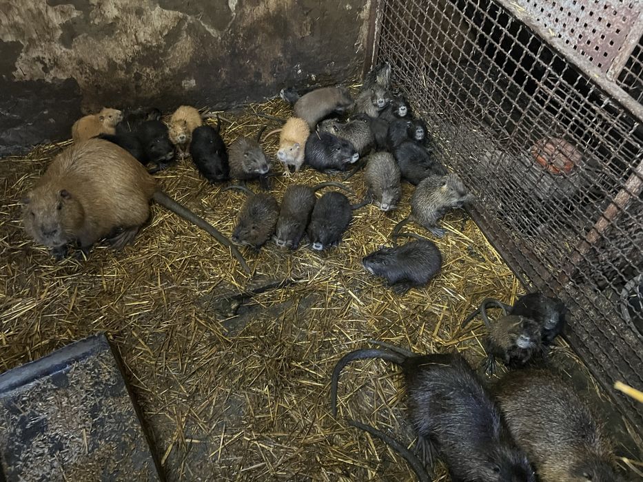 Продам  молоді кролики