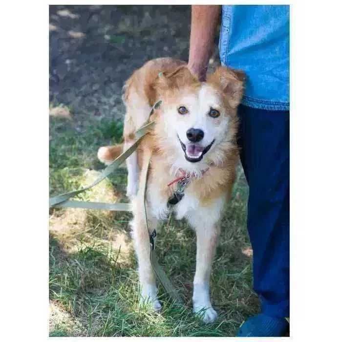 Особенный пес ищет дом