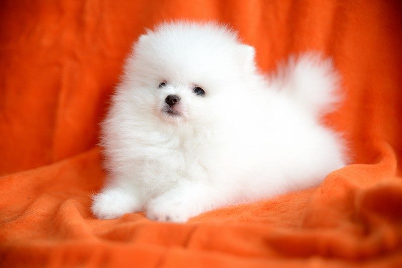 Pomeranian chłopak jasny krem