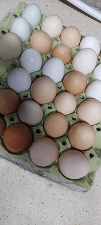 Świerze jaja  wiejskie