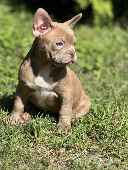 Buldog Francuski szczeniak