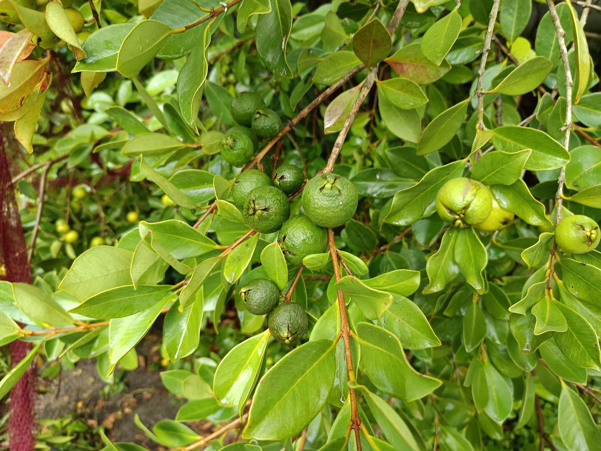 Araçás de cor amarela e vermelha