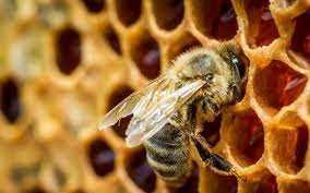 Пчелы.Пчелопакеты.Пчелосемьи. Украинская  степная.