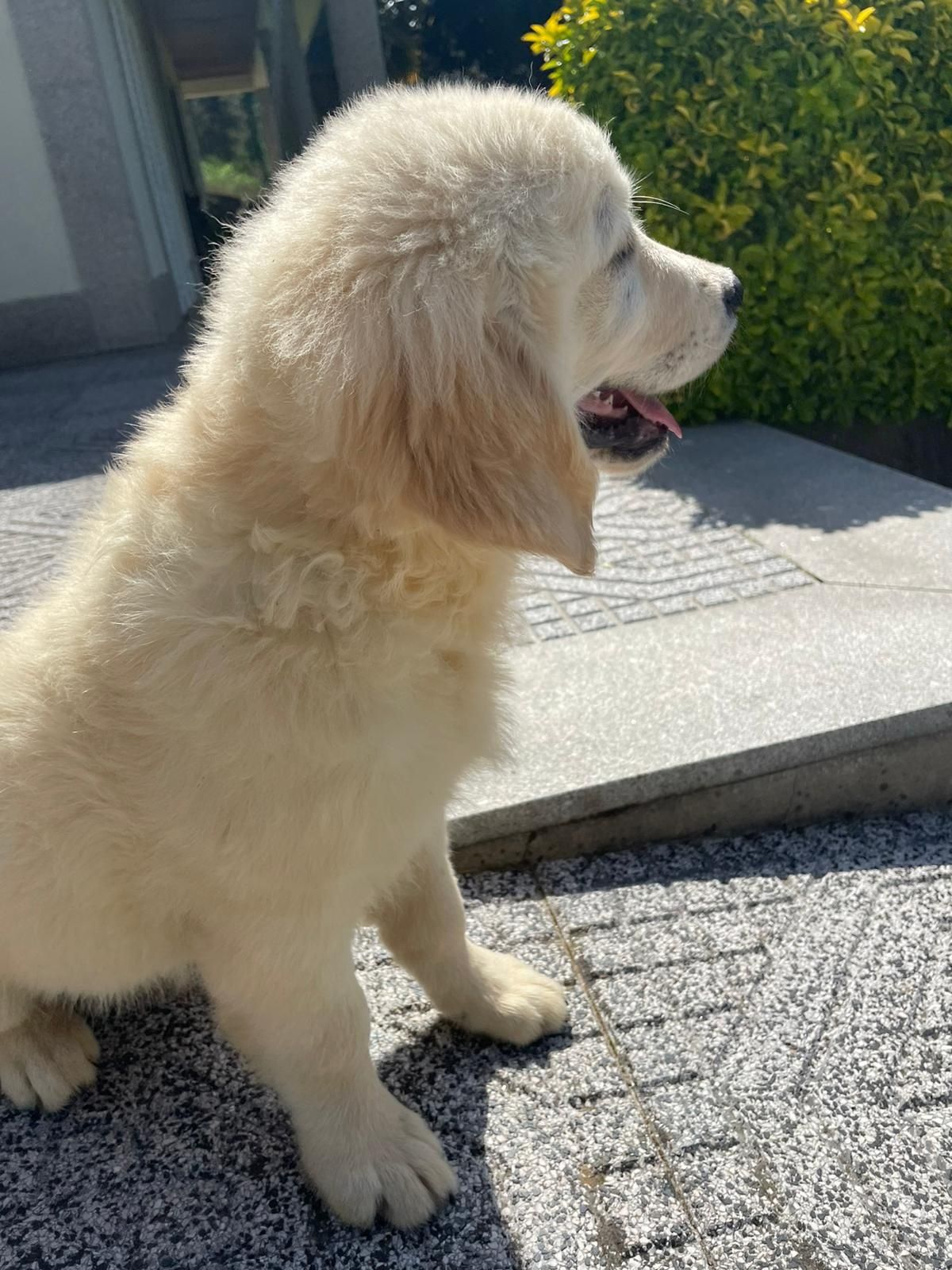 Golden Retriever com LOP descendente de Campeões