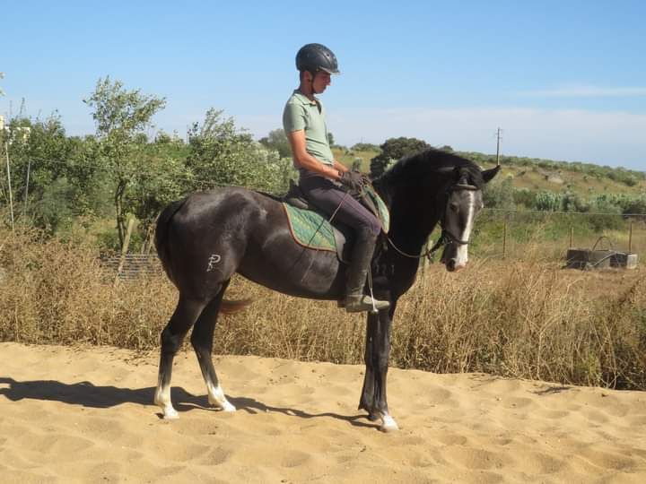 Poldra lusitana montada e gestante