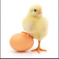 Інкубаційне яйце, инкубационное яицо