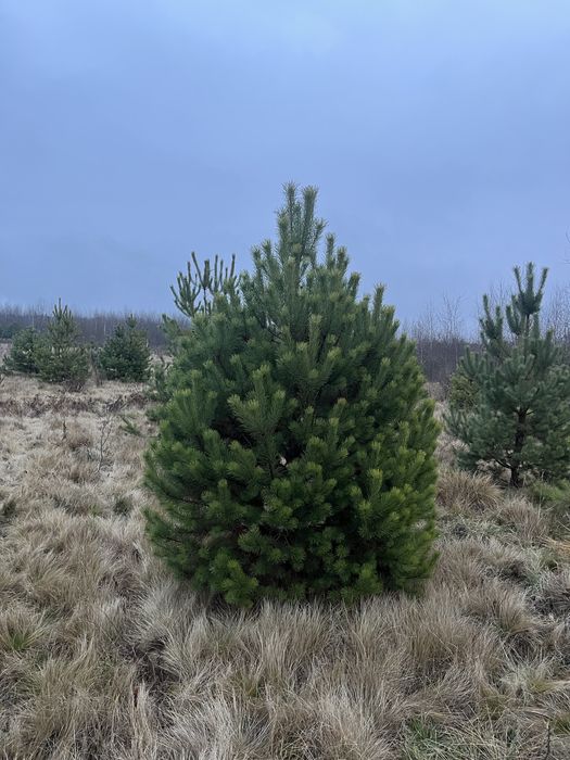 Новорічні Ялинки,Сосна