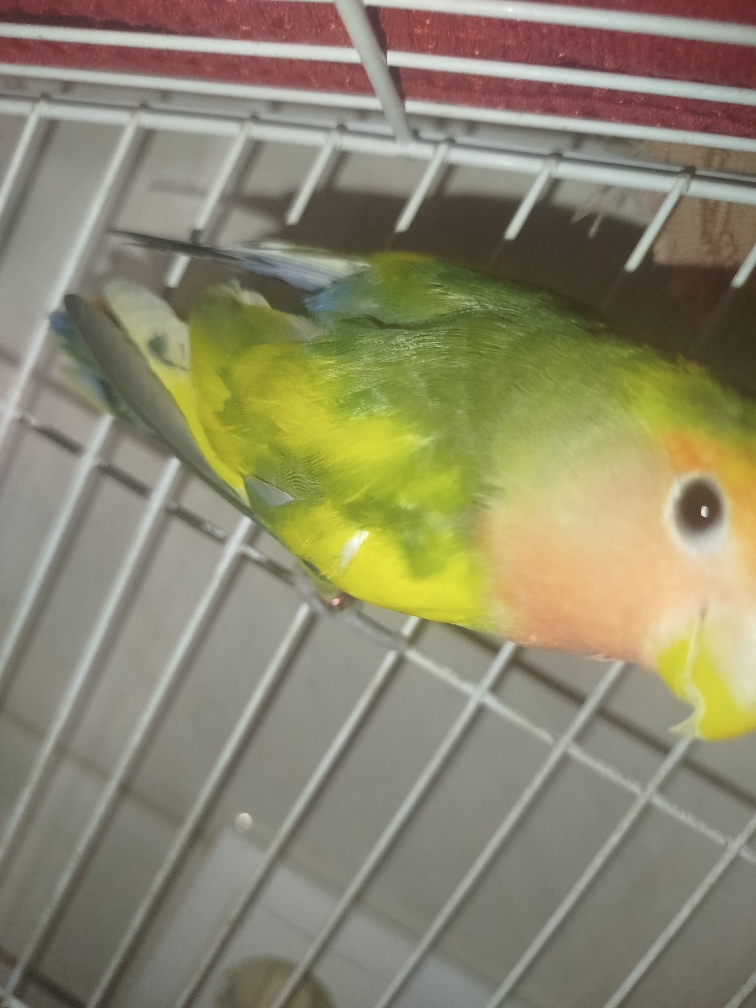 Agaporni criado a mão