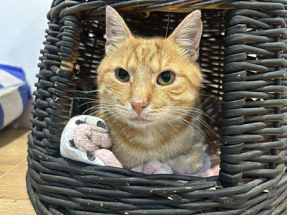 Cudowny Tweety szuka kochającego domku