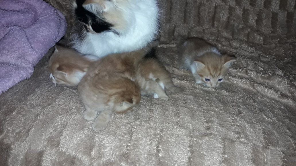 Котики кошенятя рижики кіт киця