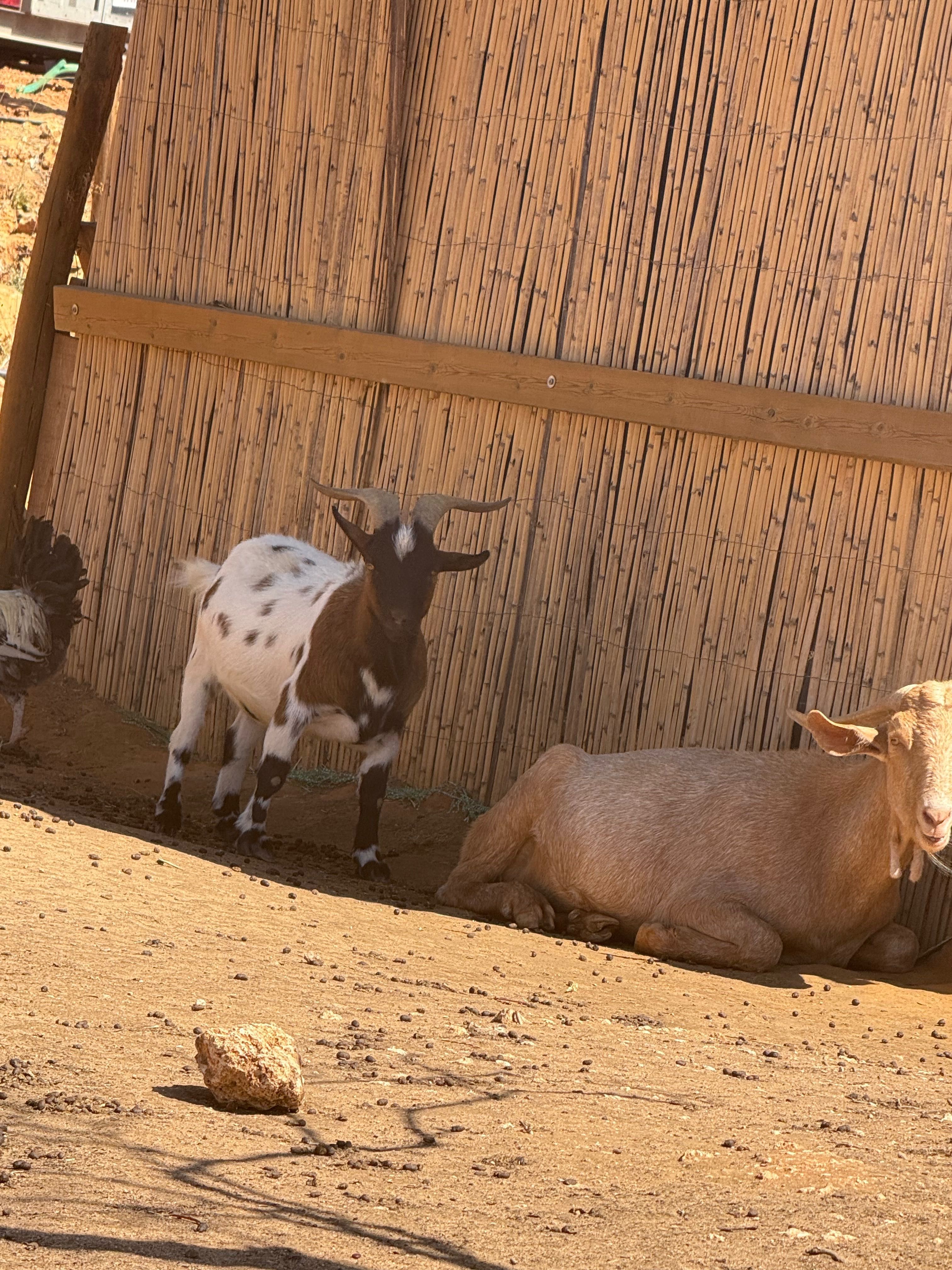 Mini Cabras Dóceis