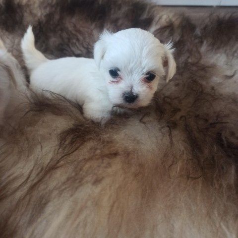 Piesek Samiczka Suczka Suka Maltańczyk Miniaturka