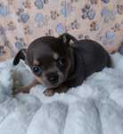 Chihuahua piesek blue