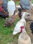 Kaczki call duck 2+1 Okazja!!