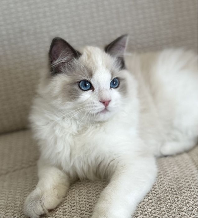 Kocurek Ragdoll blue bicolor FPL/FIFE