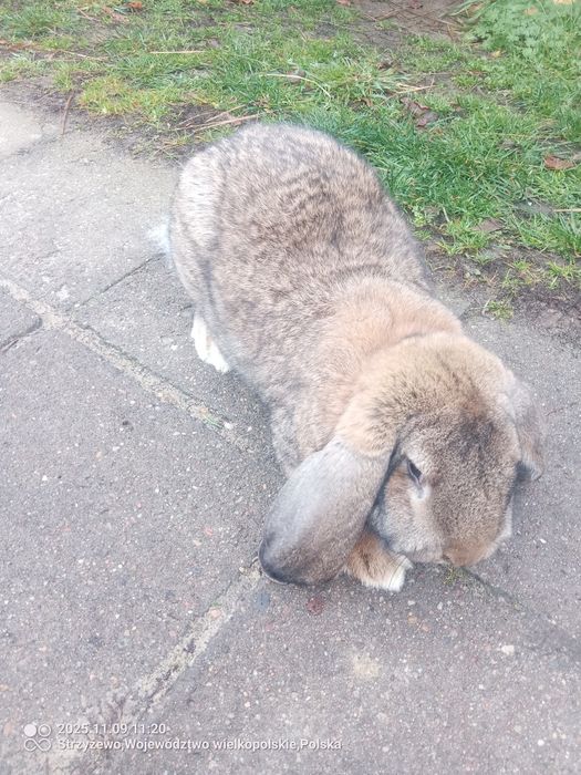 Samce Samice Barany Króliki