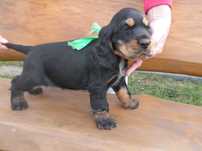 cocker spaniel angielski