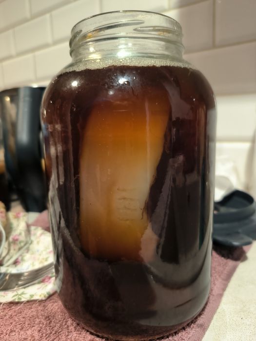 Ogromny grzybek kombucha combucha Scooby
