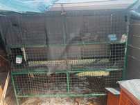 Gaiola quelhos ( rabbit cage )