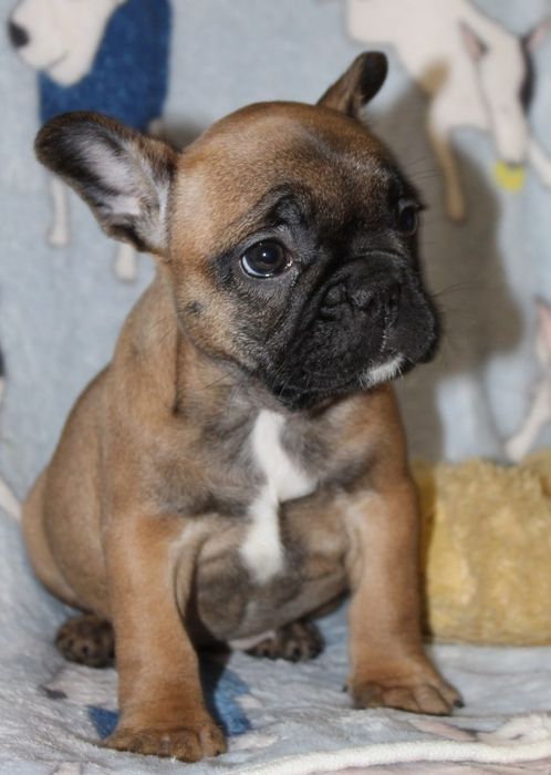 Маленька красуня вкраде ваше серце