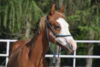 APH American Paint Horse Aqh