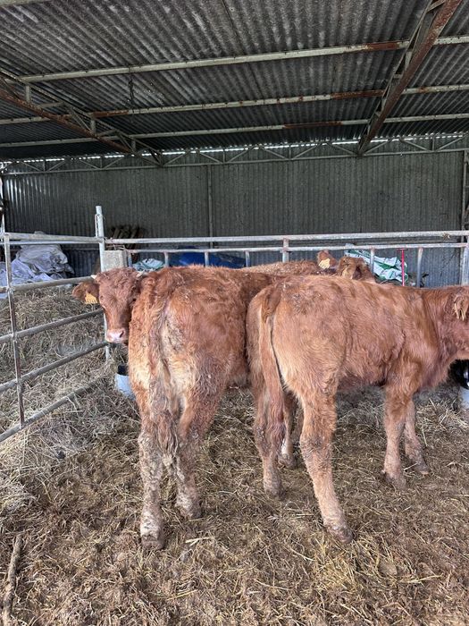 Vitelas cx  de carne