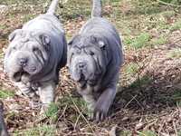 Shar pei piesek niebieski Dayton