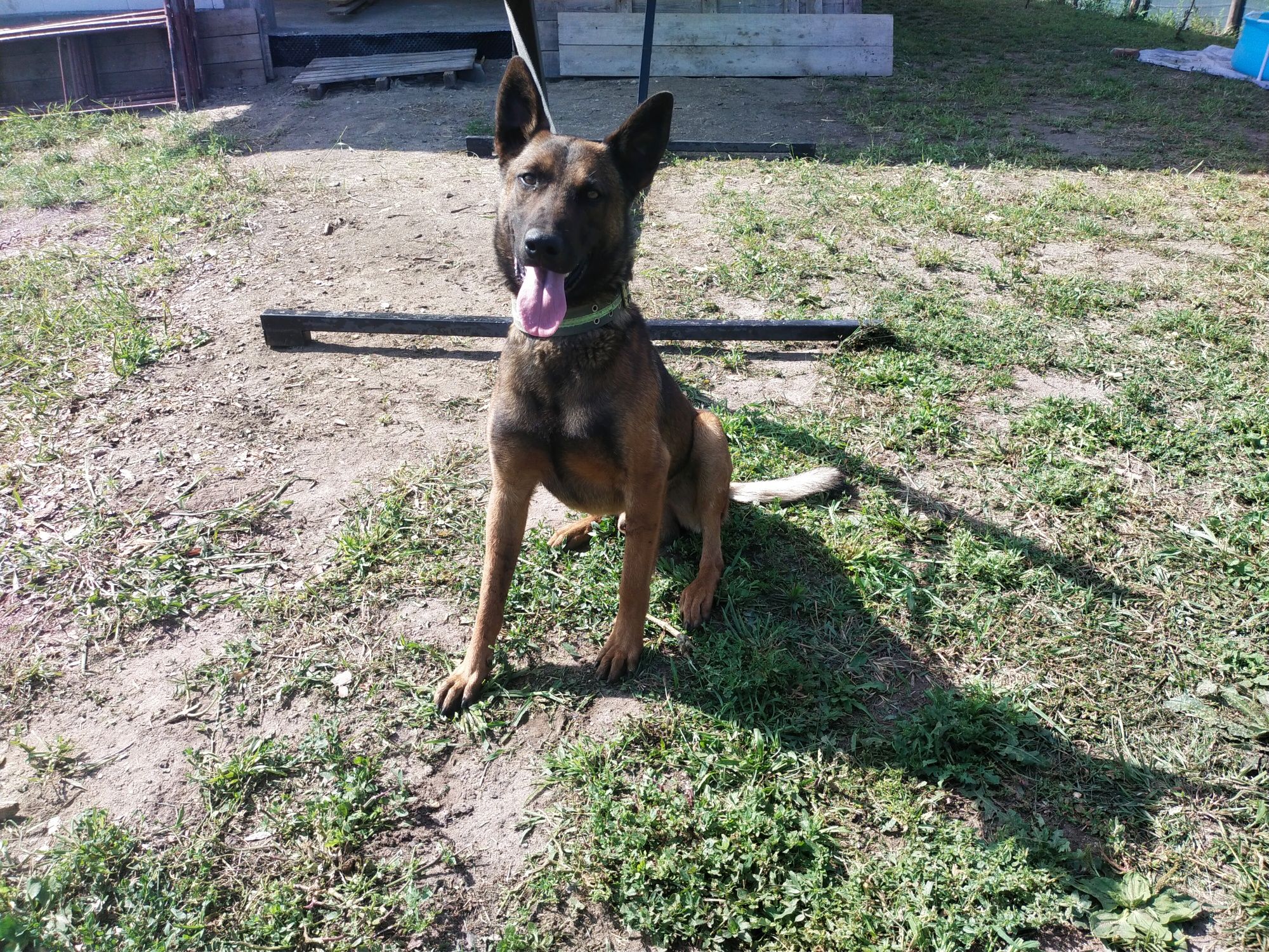 Owczarek belgijski malinois pies
