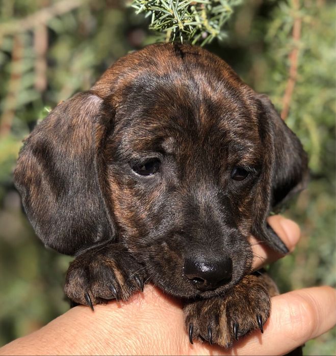 Тигрове цуценя мініатюрної такси з документами клуба