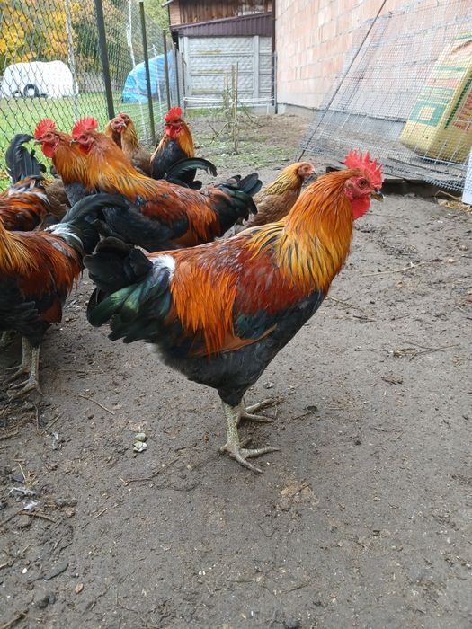 Sprzedam kogutki zielononóżki