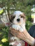Shih tzu piękna suczka