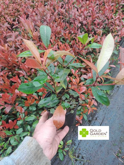 Photínias a Bom Preço