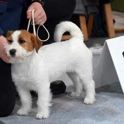 Jack Russell Terrier ZKwP FCI  piękna suczka w.złamany