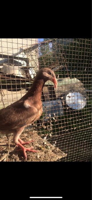 Декоративні кури