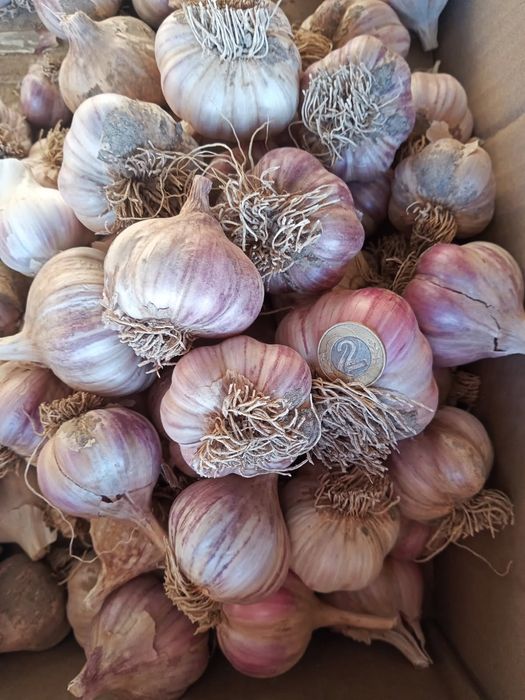 Zestaw czosnek słoniowy 1kg.czosnek harnaś 2kg i cebula 1kg