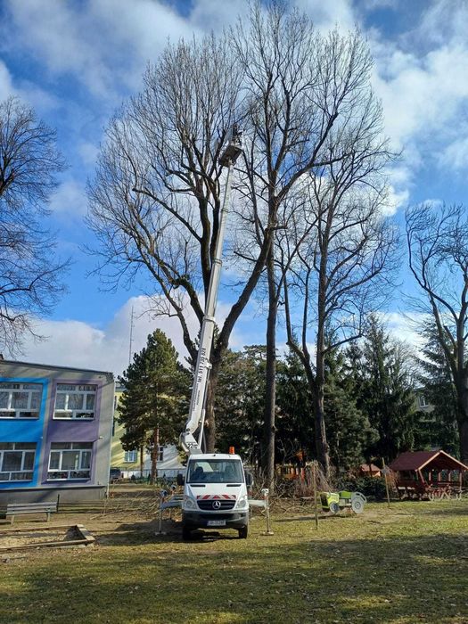 Podnośnik koszowy, wynajem