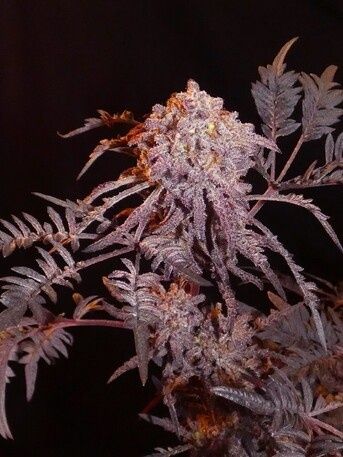 Freakshow nasiona marihuany mutant 6x feminizowane. Frosty's Purple