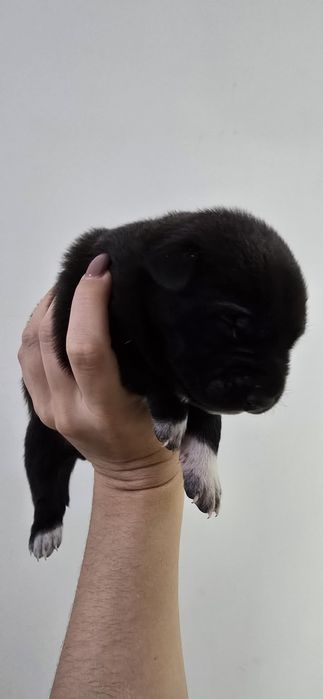 Oddam W Dobre Ręce [ mama amstaff ]