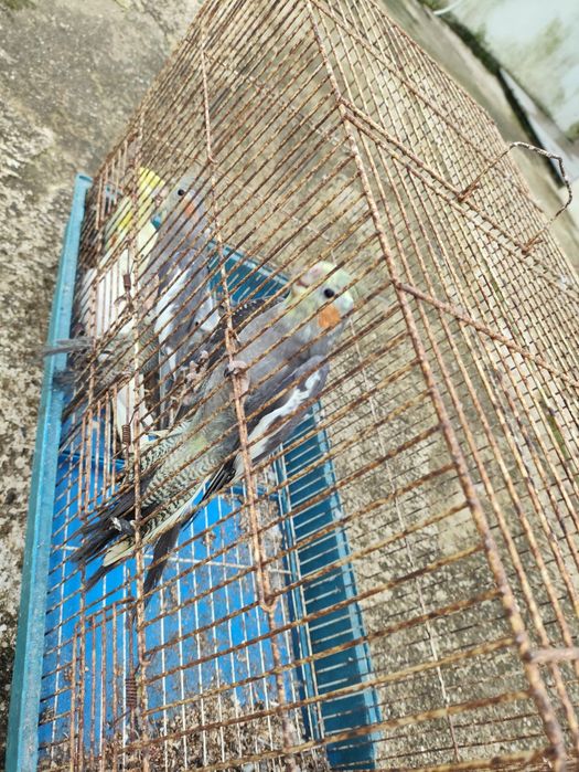 Vendo caturras com 6 meses.