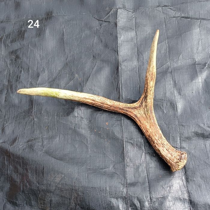 Sprzedam poroże łosia, jelenia, parostki koziołka