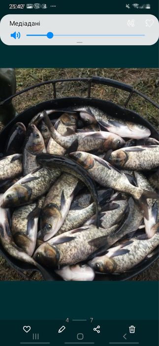 Ставковий зарибок різний